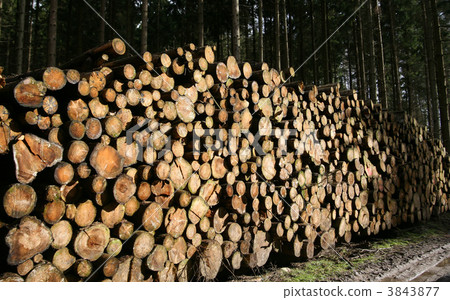 tree trunk tree trunk 3843877