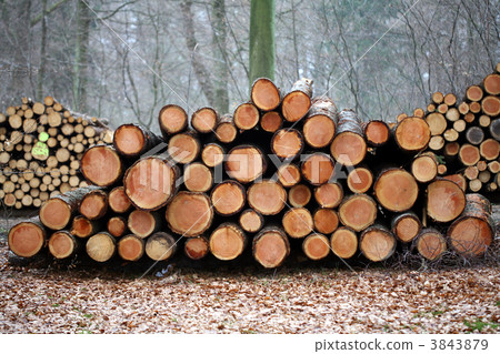 tree trunk 3843879