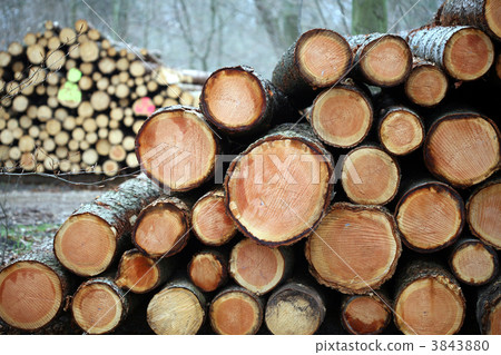 tree trunk tree trunk 3843880