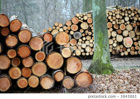 tree trunk tree trunk 3843881