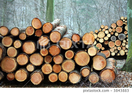 tree trunk tree trunk 3843883