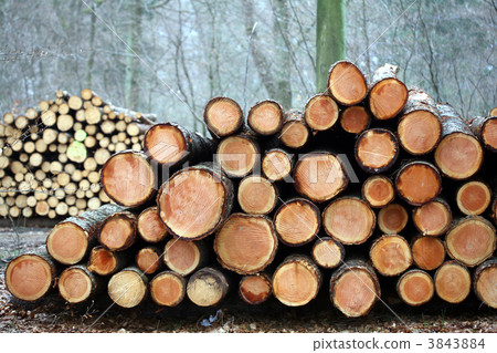 tree trunk tree trunk 3843884
