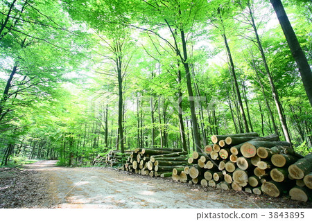 tree trunk 3843895