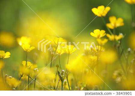 yellow flower closeup yellow flower closeup 3843901