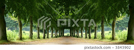 Tree Tree 3843902
