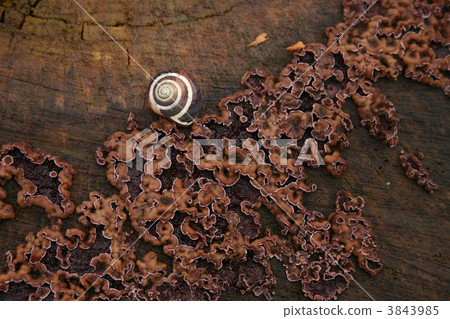 branches 3843985