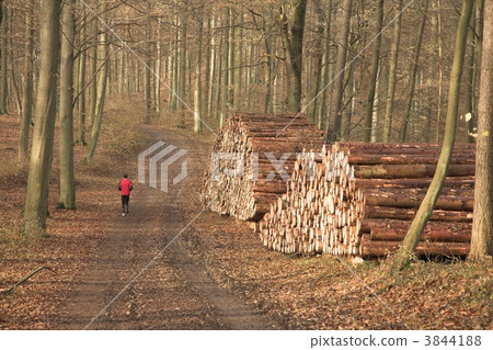 Autumn forest Autumn forest 3844188