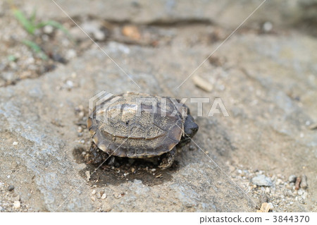兒童龜 3844370