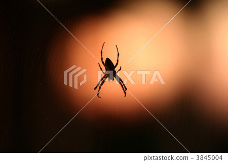 spider spider 3845004