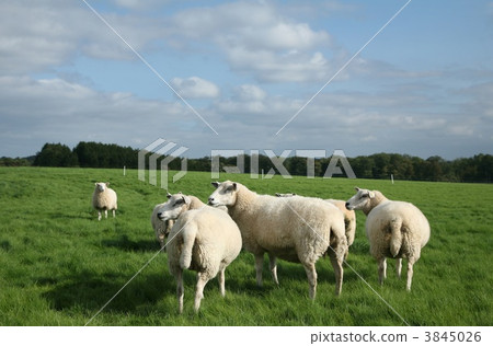 sheep sheep 3845026