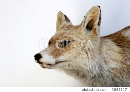 fox 3845117