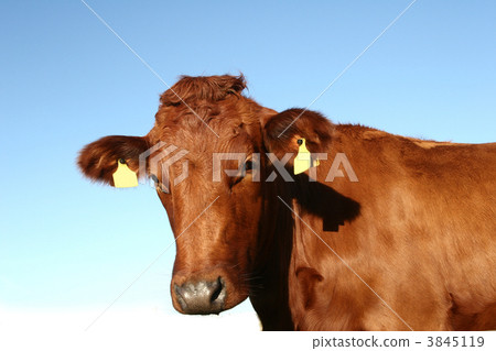 danish cows danish cows 3845119
