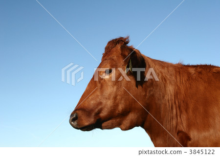 danish cows danish cows 3845122