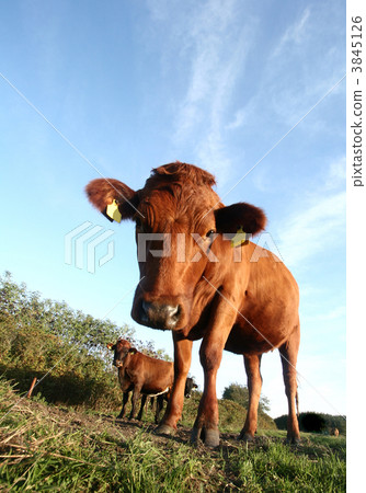 danish cows danish cows 3845126