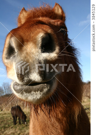 danish horses danish horses 3845129