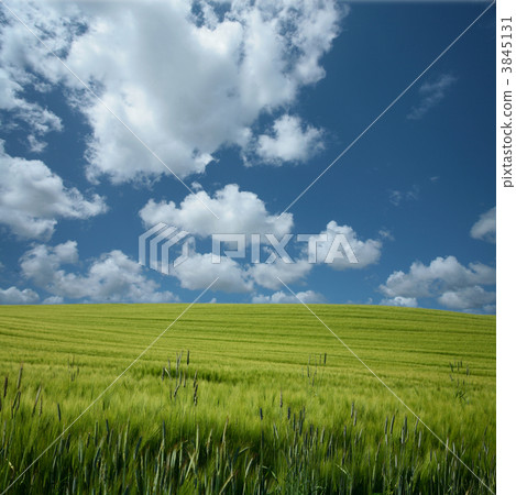 corn fleld corn fleld 3845131