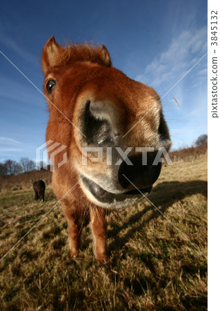 danish horses 3845132
