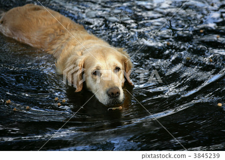dog in water 3845239