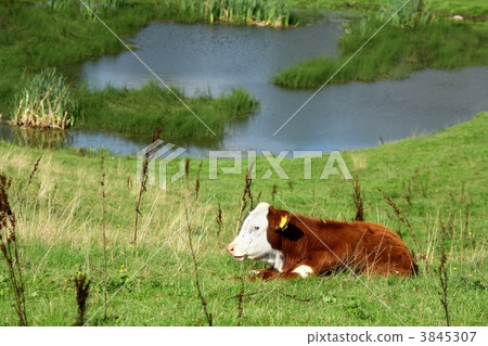 danish cows 3845307