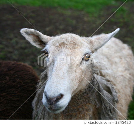 sheep sheep 3845423