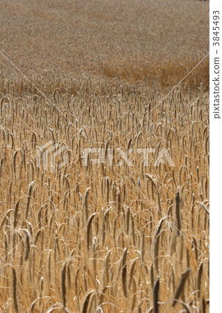corn filed corn filed 3845493
