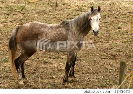 danish horses danish horses 3845673