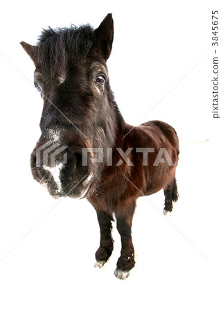 danish horses danish horses 3845675