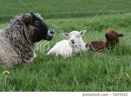 sheep sheep 3845681