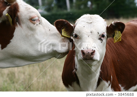 Danish cows Danish cows 3845688