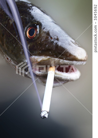 fish fish 3845692