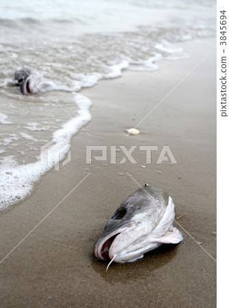 fish fish 3845694