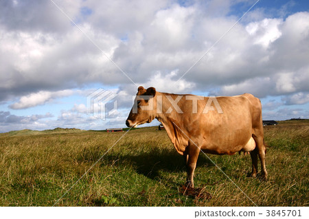 cow in denmark cow in denmark 3845701