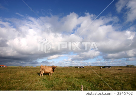 cow in denmark cow in denmark 3845702