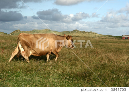 cow in denmark cow in denmark 3845703