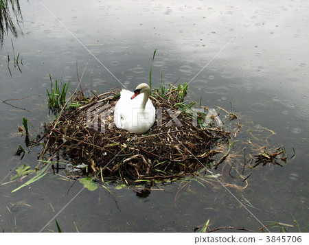 swans 3845706