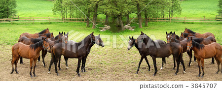 danish horses danish horses 3845707
