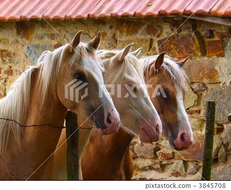 tree horses tree horses 3845708