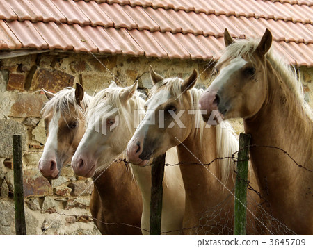 four horses four horses 3845709