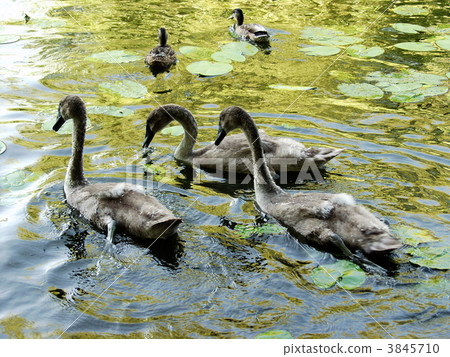 swans swans 3845710