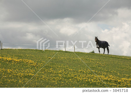 danish horses danish horses 3845718