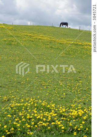 danish horses 3845721