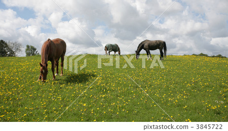 danish horses danish horses 3845722