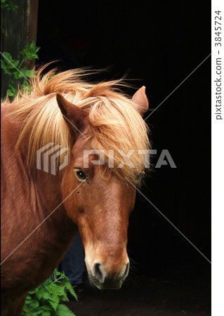 danish horses danish horses 3845724