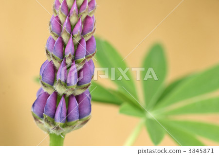 lupin flower closeup lupin flower closeup 3845871