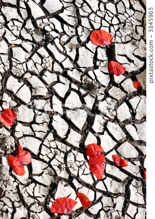 flowers flowers 3845965