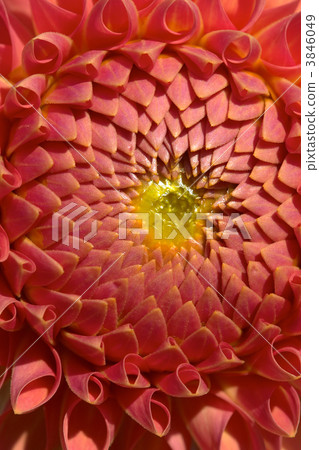 flowers flowers 3846049