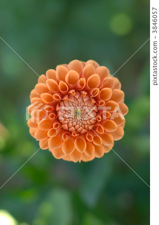flowers flowers 3846057