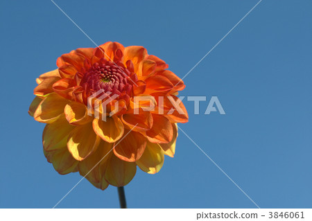 flowers flowers 3846061