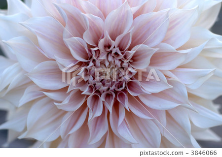 flowers flowers 3846066