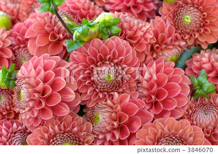 flowers flowers 3846070